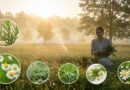 Curas Naturais: Bem-Estar com a Força da Natureza